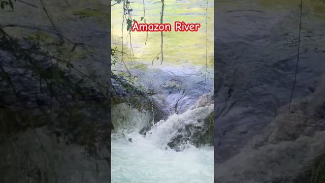 Amazon River #travel #shortvideo !