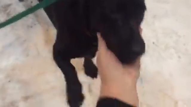 Найдена собака! Метис таксы, девочка. смотреть онлайн