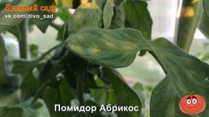 Помидор Абрикос