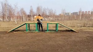 ЗАНЯТИЯ НА СОБАЧЬЕЙ ПЛОЩАДКЕ / ЗООАГРЕССИЯ / ДРЕССИРОВКА