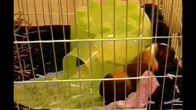 Guinea Pig popcorning смотреть онлайн