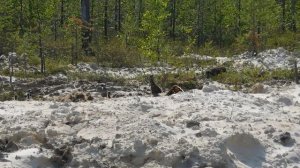 Глухарка (Tetrao urogallus) или Копалуха, с птенцами.