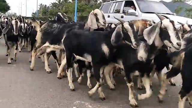 Вьетнамские животные. Козы что лазят по деревьям смотреть онлайн
