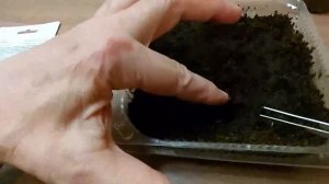 Посадка Хризантеллы на рассаду Взошла через 4 дня!!!