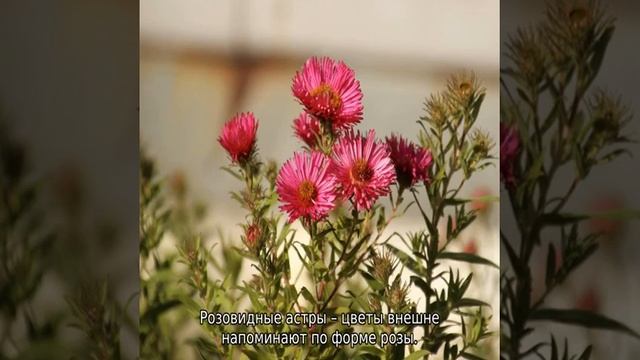 Астры (цветы) смотреть онлайн