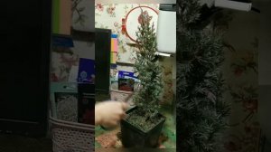 Садовый бонсай ,стрижка хвойника ( можжевельник стрикта )
