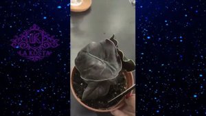 Алоказия Азлани