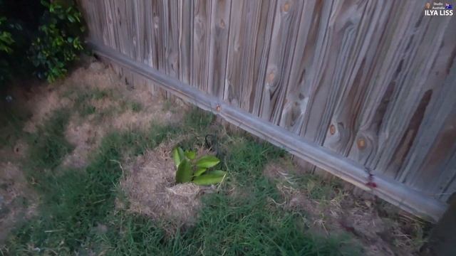 Павлины. Дикие. У меня во дворе! (видео 268) смотреть онлайн