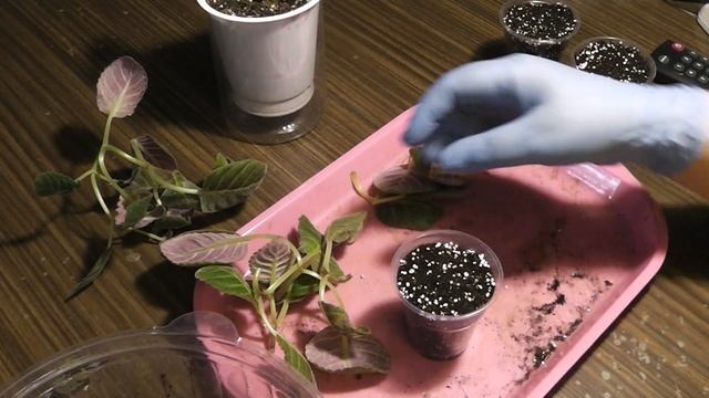 Укоренение глоксиний черенками. Глоксинии к доме. смотреть онлайн