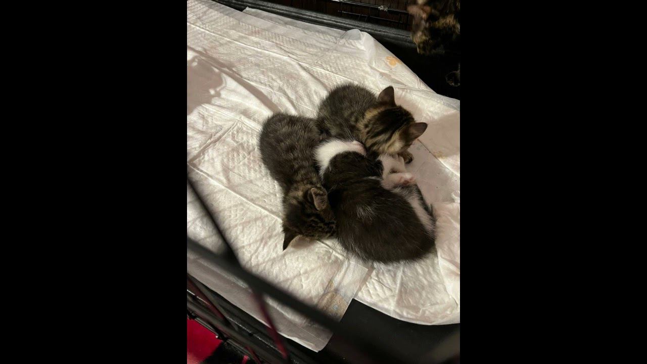 Маленькие котята должны проходить вакцинацию в приюте - это волонтер знает из своего опыта