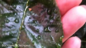Фитоспорин и Байкал ЭМ 1 в вашем саду