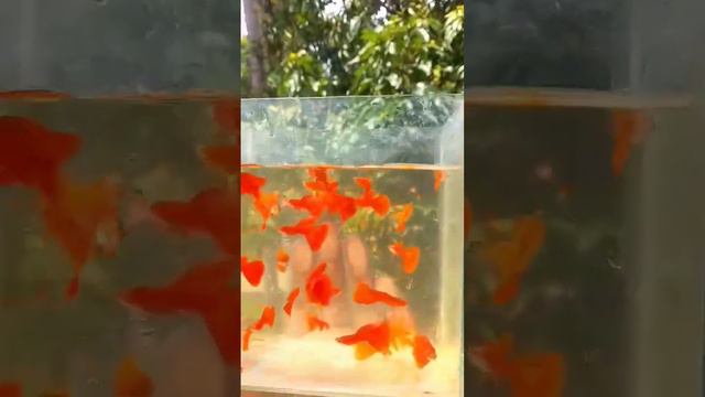 #guppyfish #shortvideo