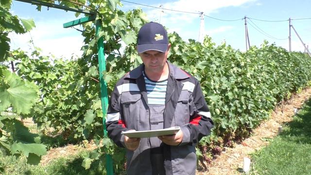 Выставки ярмарки винограда по Беларуси .
