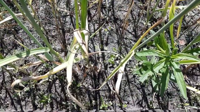 Чеснок-уборка.Результат радует.Посадка головками Удалась! смотреть онлайн