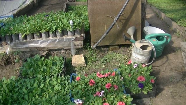 Підживлення петунії після пікіровки.
