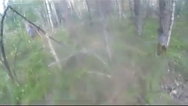 Грибы под папоротниками. Mushrooms under the ferns. смотреть онлайн