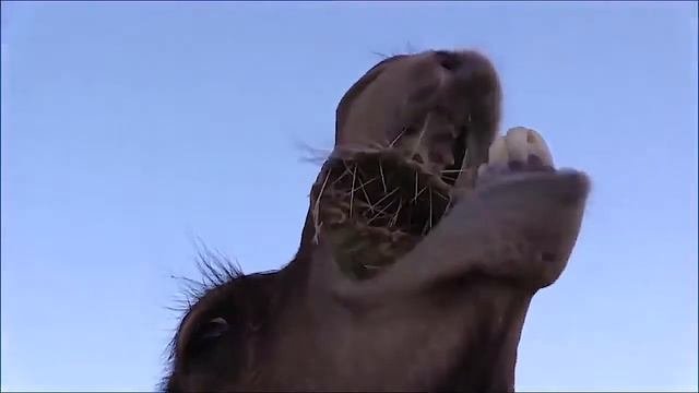 Верблюд любит острую пищу!