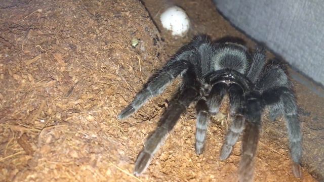 Ужин Паука птицееда(один раз в 60 дней). смотреть онлайн