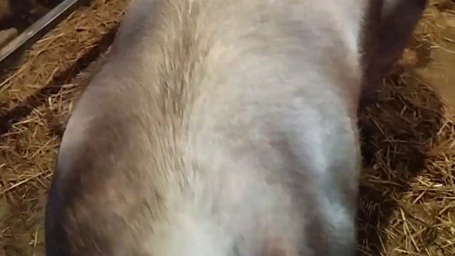 Просто не о чем//передал привет #дюрок#пьетрен смотреть онлайн