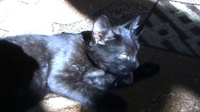 Бонифаций на отдыхе.