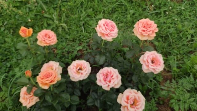 Розы Roald Dahl, Hir, Jessika, Ella, Gravity, Noblesse, Traviata и др. смотреть онлайн