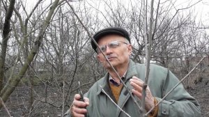 Формирование 3-х летней черешни. Часть 2