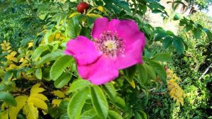 Фитотерапия шиповником. Как заваривать шиповник. Для чего полезен шиповник