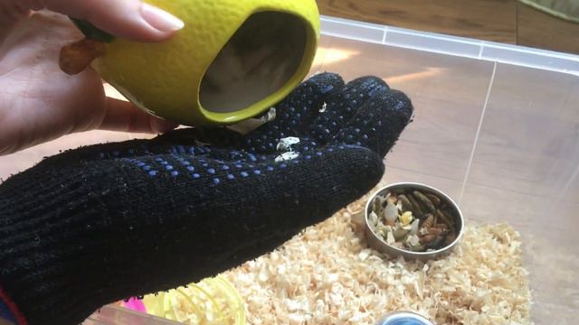 Кусачий хома/Как приучить к рукам? смотреть онлайн