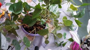 Размножаем и омолаживаем антуриум