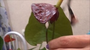 Как избавиться от щитовки на Антуриуме