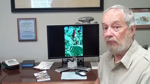 Native Plants Staghorn Sumac for Deer смотреть онлайн