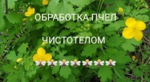 Пчёлы. Чистотел для пчел, бесплатный помощник (Bee.)