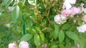 Розы в саду.Guirlande Rose Гирлянд роз.Моя коллекция.