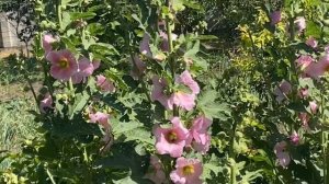 ПЧЕЛИНЫЙ ПОДМОР. МНЕНИЕ СПЕЦИАЛИСТА.