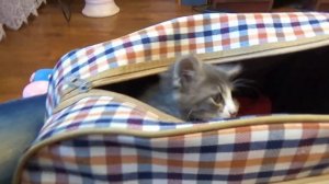 Моя КОШЕЧКА МУСЯ стала МаМоЙ как НАЗВАТЬ КОТЯТ