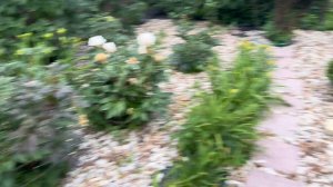 Цветут любимые розы Дэвида Остина. Грейс, Оливия, Дарси Бассел, Манстед Вуд, Эмануэль, Пэт Остин …