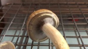 Make A Spore Print