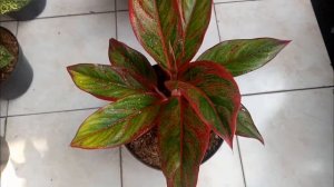 Aglaonema lipstik || siam aurora