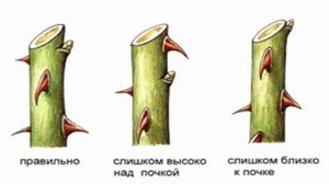 ОБРЕЗКА РОЗЫ. Когда и как правильно обрезать комнатную розу!
