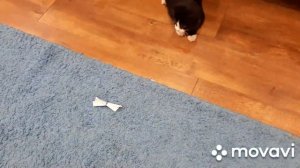 Нашли котёнка на улице