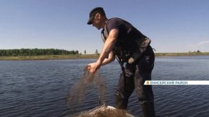 В Енисейском районе инспекторы рыбнадзора устроили охоту на браконьеров