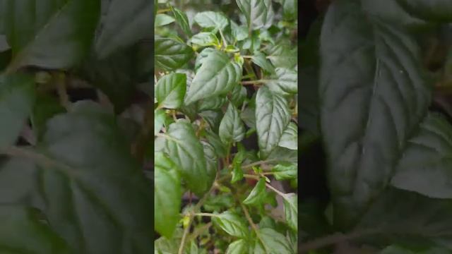 Острый перец Чёрная Жемчужина февраль 2021 год смотреть онлайн