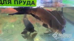 Купить рыбу для пруда: АкваИнтерио 2020 Нерест кои прямо в магазине!