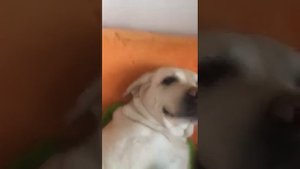 Наглый Лабрадор не хочет слезать с дивана)))