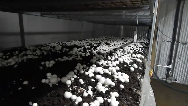 Возможные трудности. Выращивание шампиньонов своими руками. Микогон. Бизнес в гараже смотреть онлайн