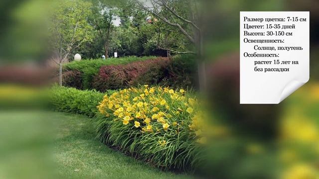 Неприхотливые цветы для ленивого садовода (часть 2) смотреть онлайн