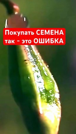 🤷🏻ТРИ ОШИБКИ которые оставят вас без УРОЖАЯ