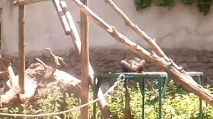 Николаевский зоопарк, обезьяна с тряпкой, смотреть до конца!=))