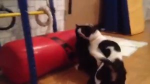 Mating cats and dogs. Шок! Спаривание кошки и собаки по взаимному согласию.