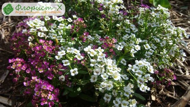 Цветы алиссум – посадка и уход в открытом грунте, выращивание алиссума из семян смотреть онлайн